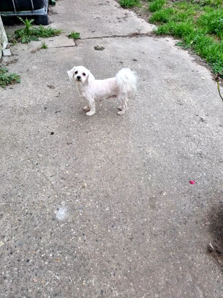 Les Bichon maltais de l'affixe des marais de Bremes