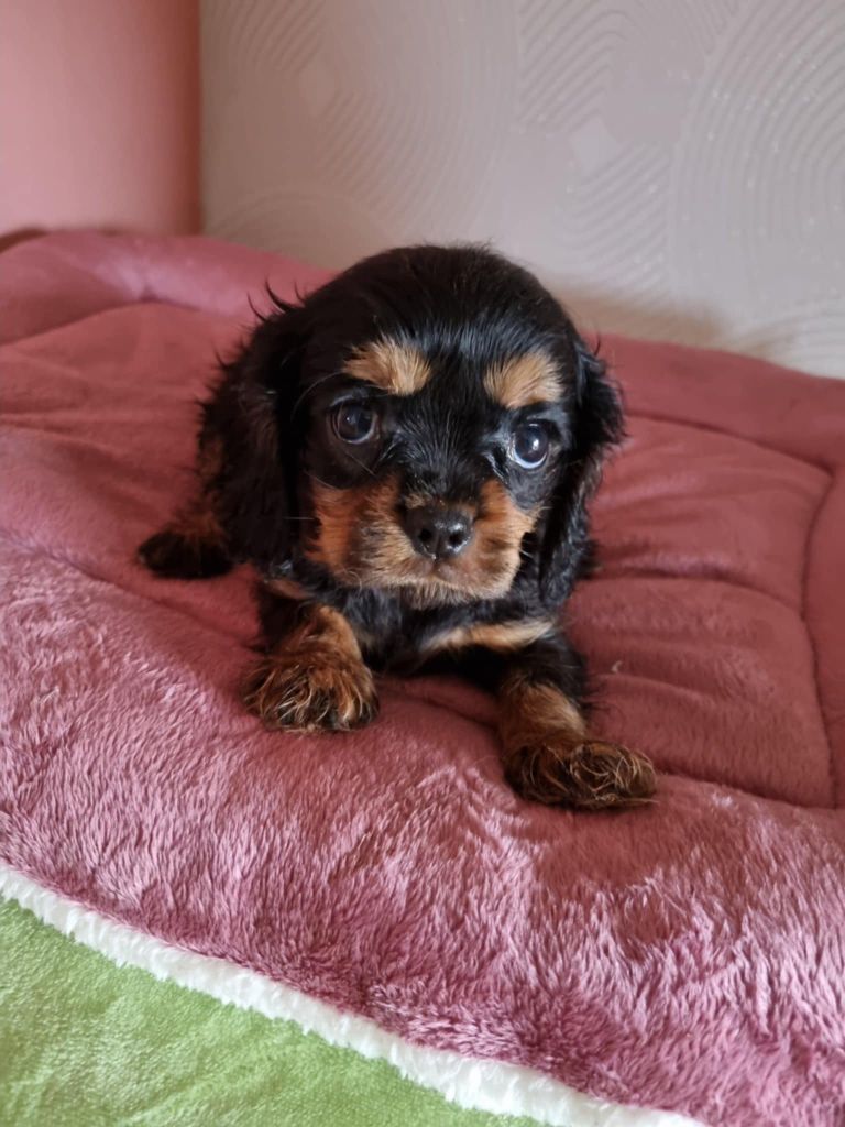 des marais de Bremes - Chiot disponible  - Cavalier King Charles Spaniel