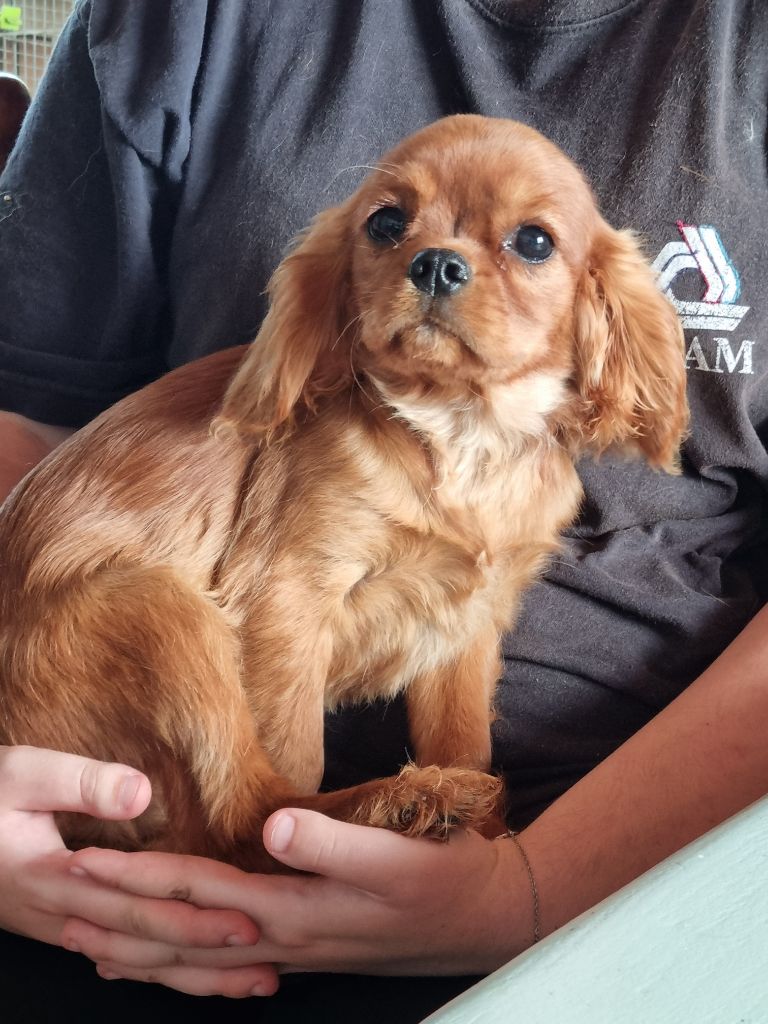 des marais de Bremes - Chiot disponible  - Cavalier King Charles Spaniel