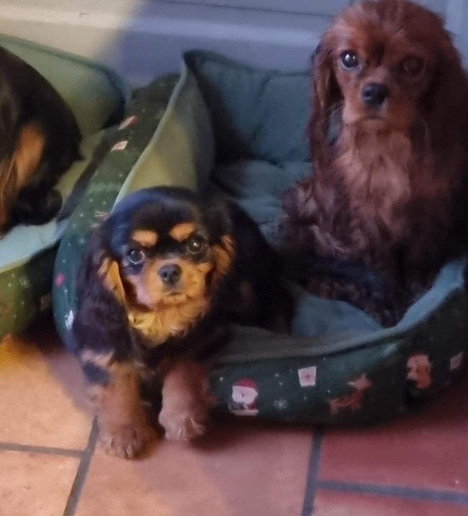 des marais de Bremes - Chiot disponible  - Cavalier King Charles Spaniel