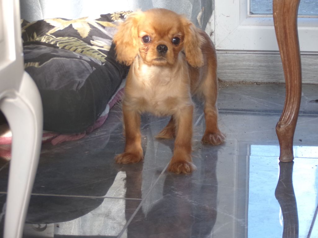 des marais de Bremes - Chiot disponible  - Cavalier King Charles Spaniel