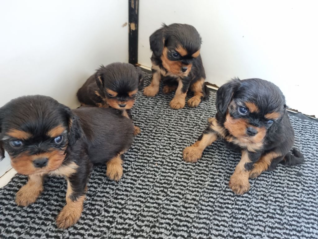 des marais de Bremes - Chiot disponible  - Cavalier King Charles Spaniel