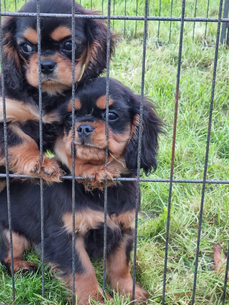 des marais de Bremes - Chiot disponible  - Cavalier King Charles Spaniel