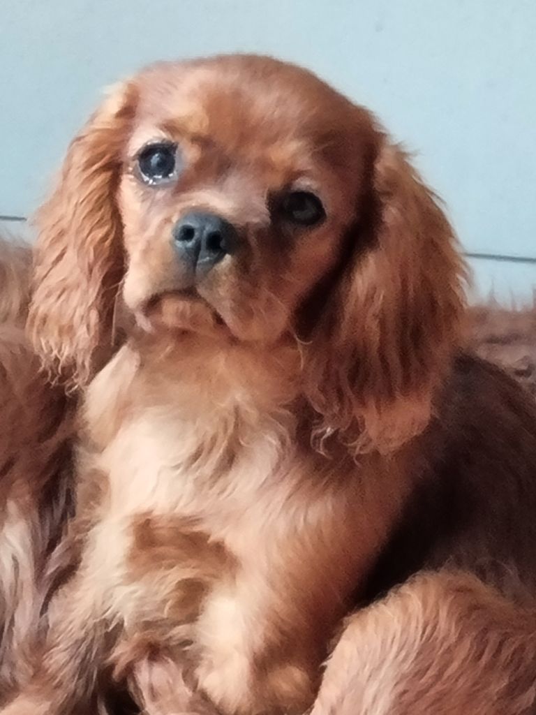 des marais de Bremes - Chiot disponible  - Cavalier King Charles Spaniel