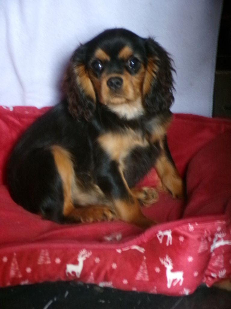 des marais de Bremes - Chiot disponible  - Cavalier King Charles Spaniel