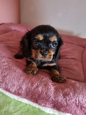 des marais de Bremes - Cavalier King Charles Spaniel - Portée née le 04/11/2024