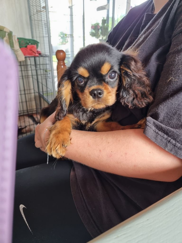 des marais de Bremes - Chiot disponible  - Cavalier King Charles Spaniel