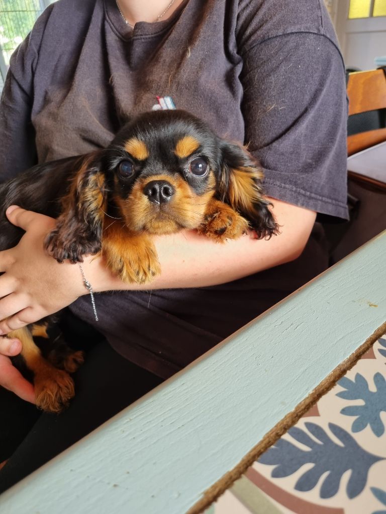 des marais de Bremes - Chiot disponible  - Cavalier King Charles Spaniel