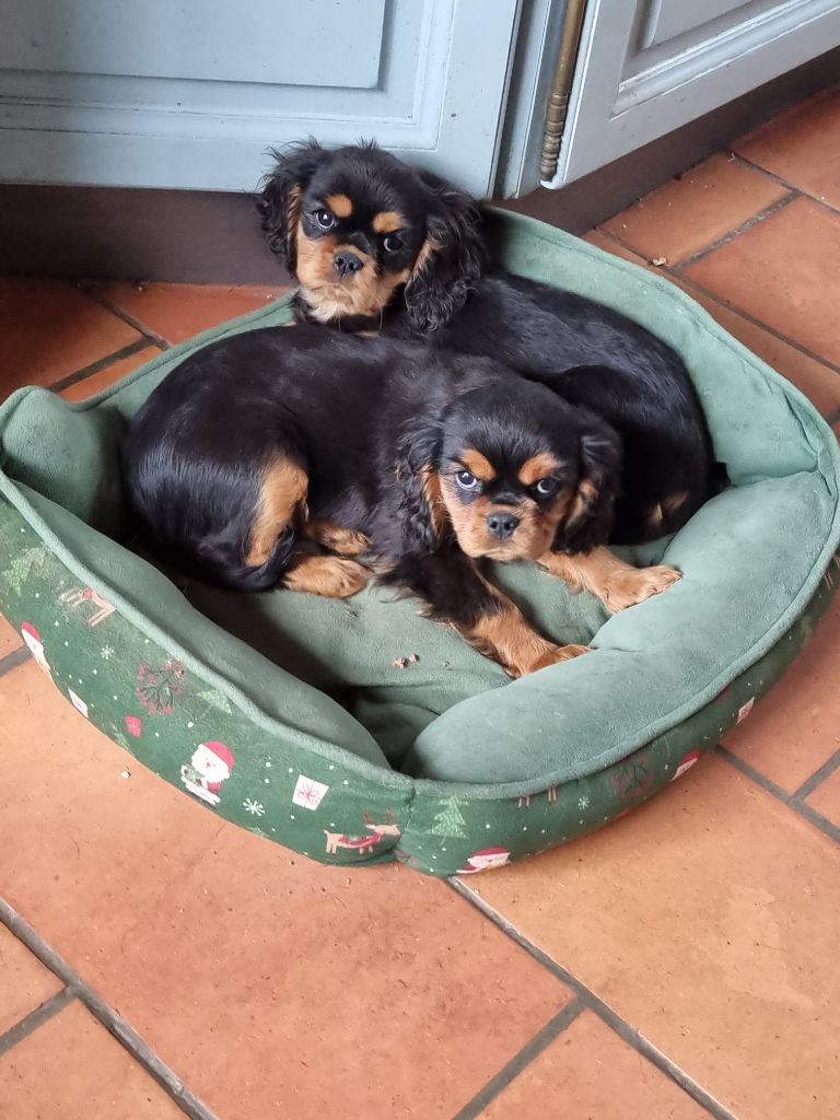 des marais de Bremes - Chiot disponible  - Cavalier King Charles Spaniel