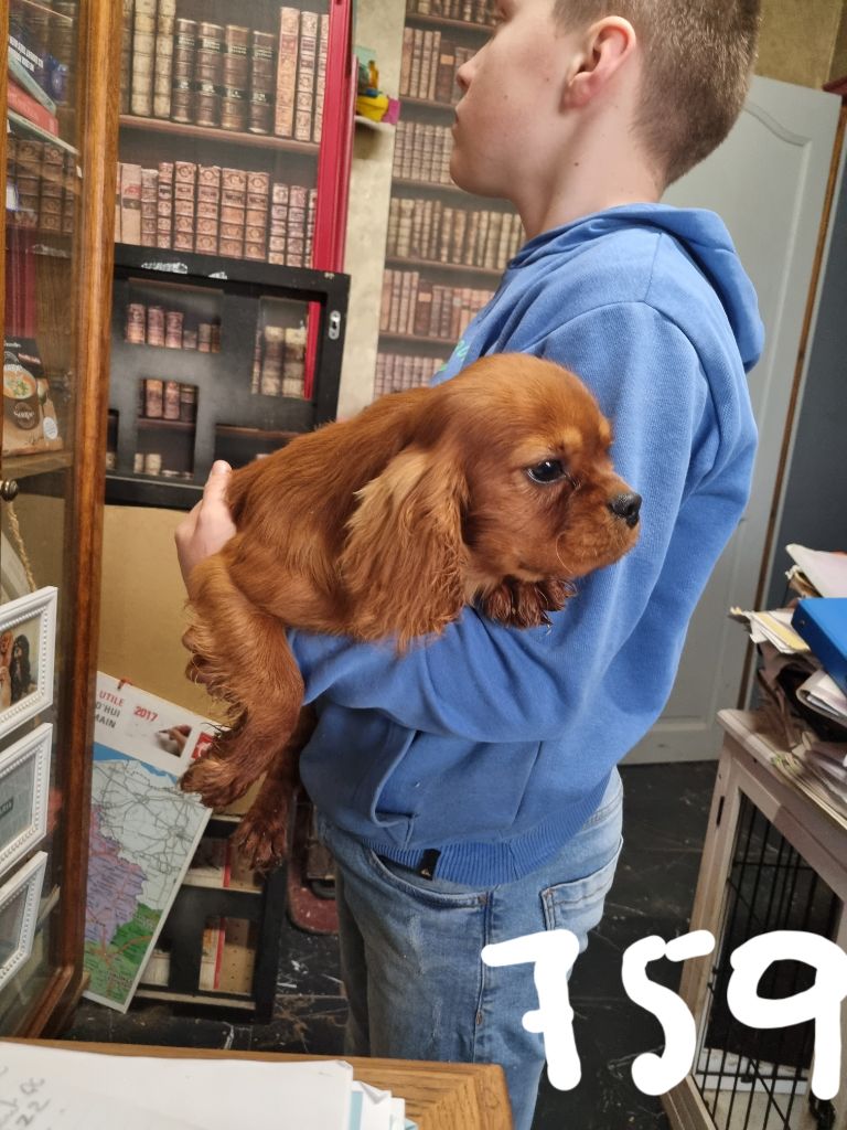 des marais de Bremes - Chiot disponible  - Cavalier King Charles Spaniel