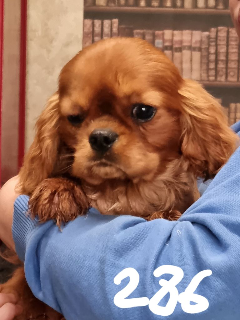 des marais de Bremes - Chiot disponible  - Cavalier King Charles Spaniel