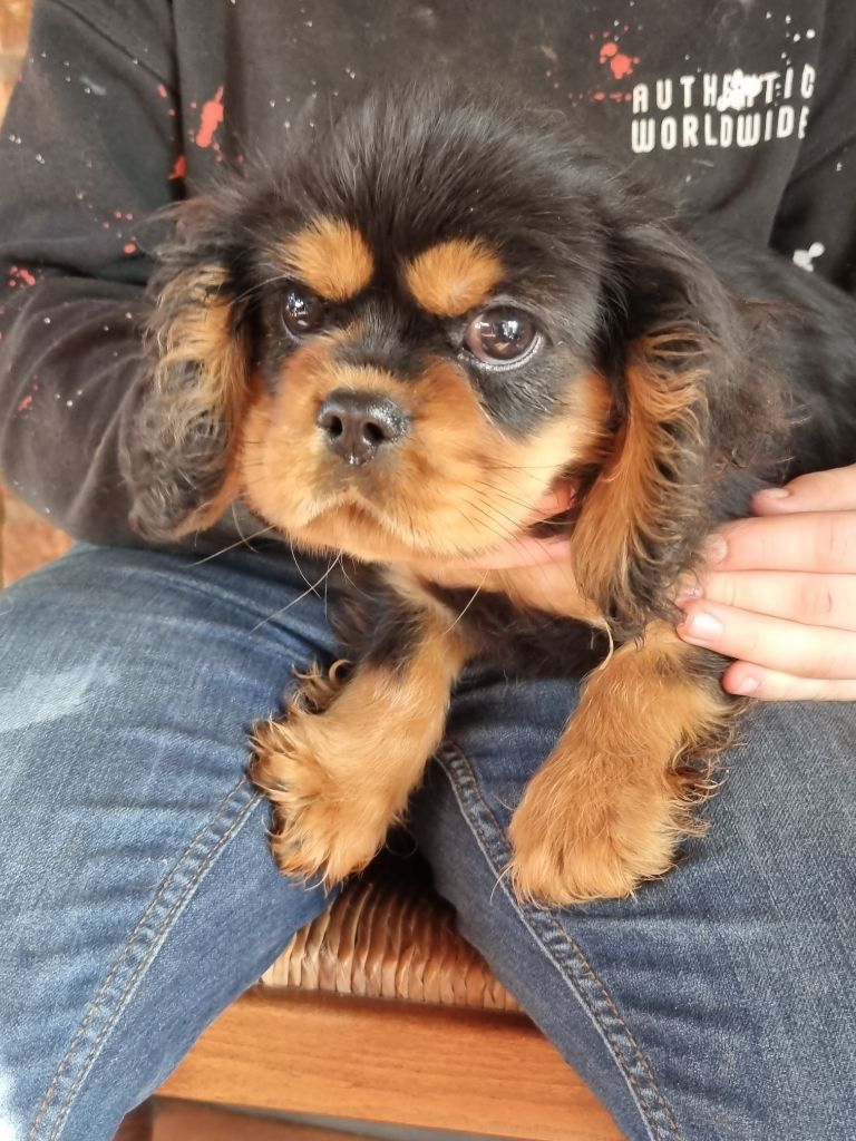 des marais de Bremes - Chiot disponible  - Cavalier King Charles Spaniel