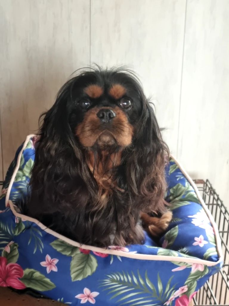 Menphis flowers city