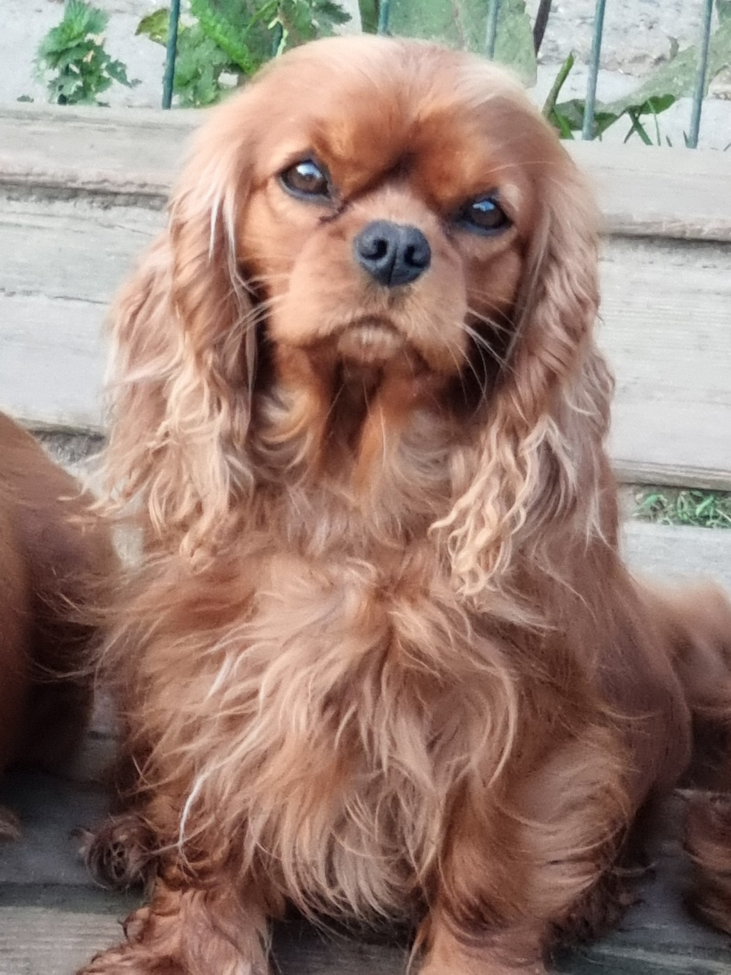 Rock n' roll des marais de Bremes