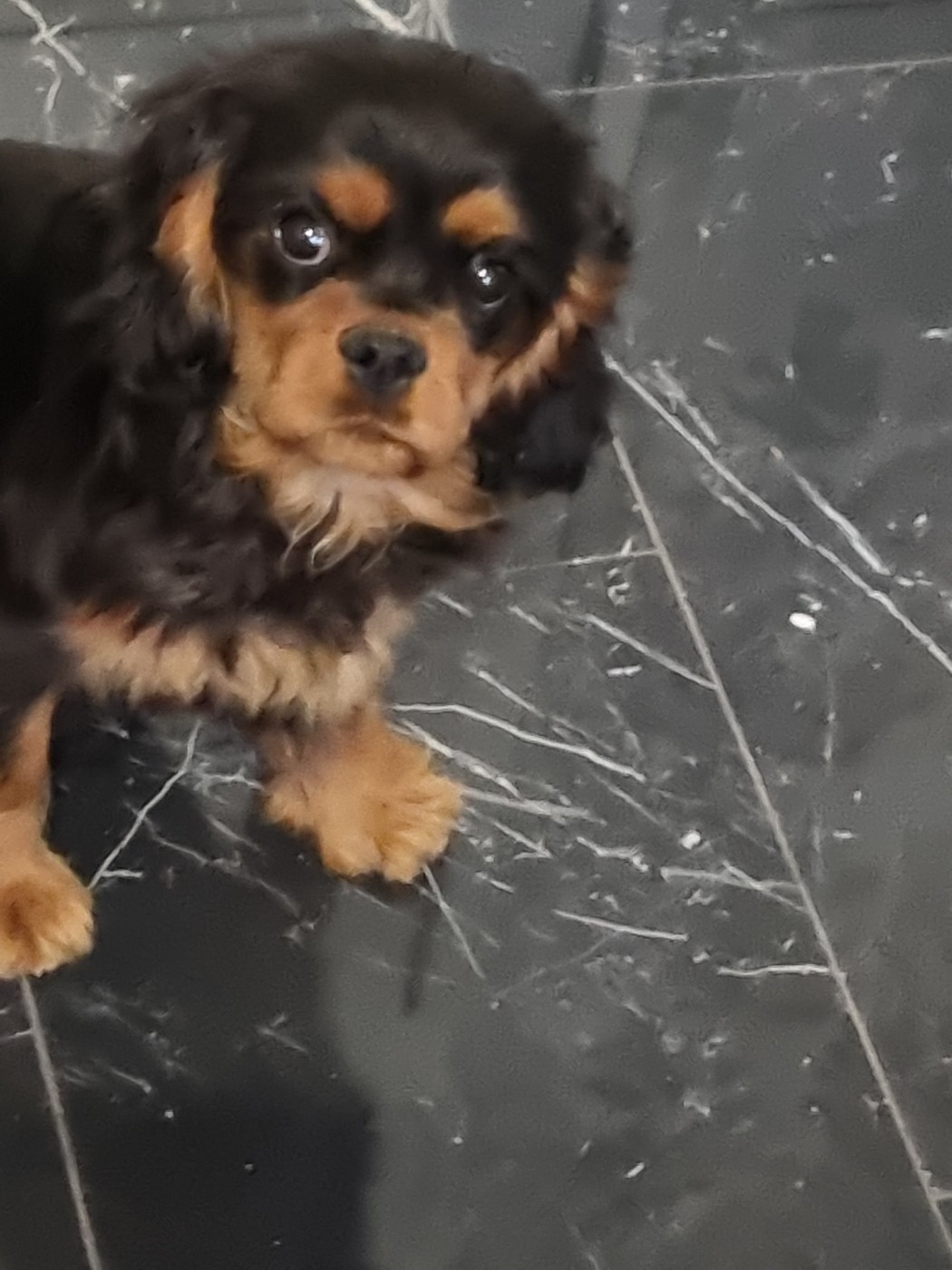 Des Marais De Bremes - Chiots disponibles - Cavalier King Charles Spaniel