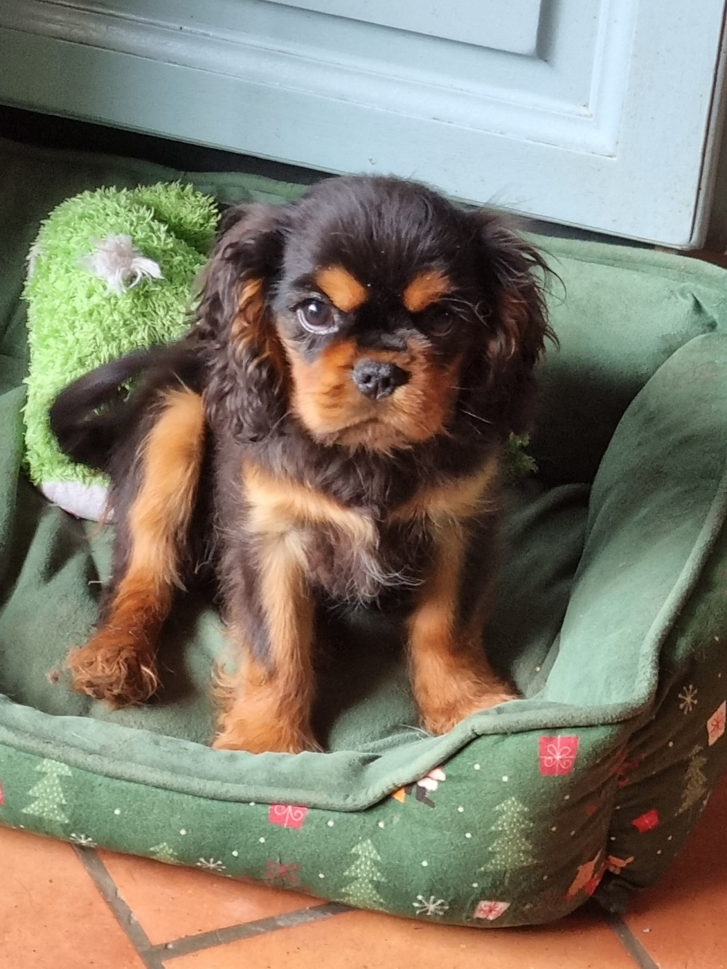 Des Marais De Bremes - Chiots disponibles - Cavalier King Charles Spaniel