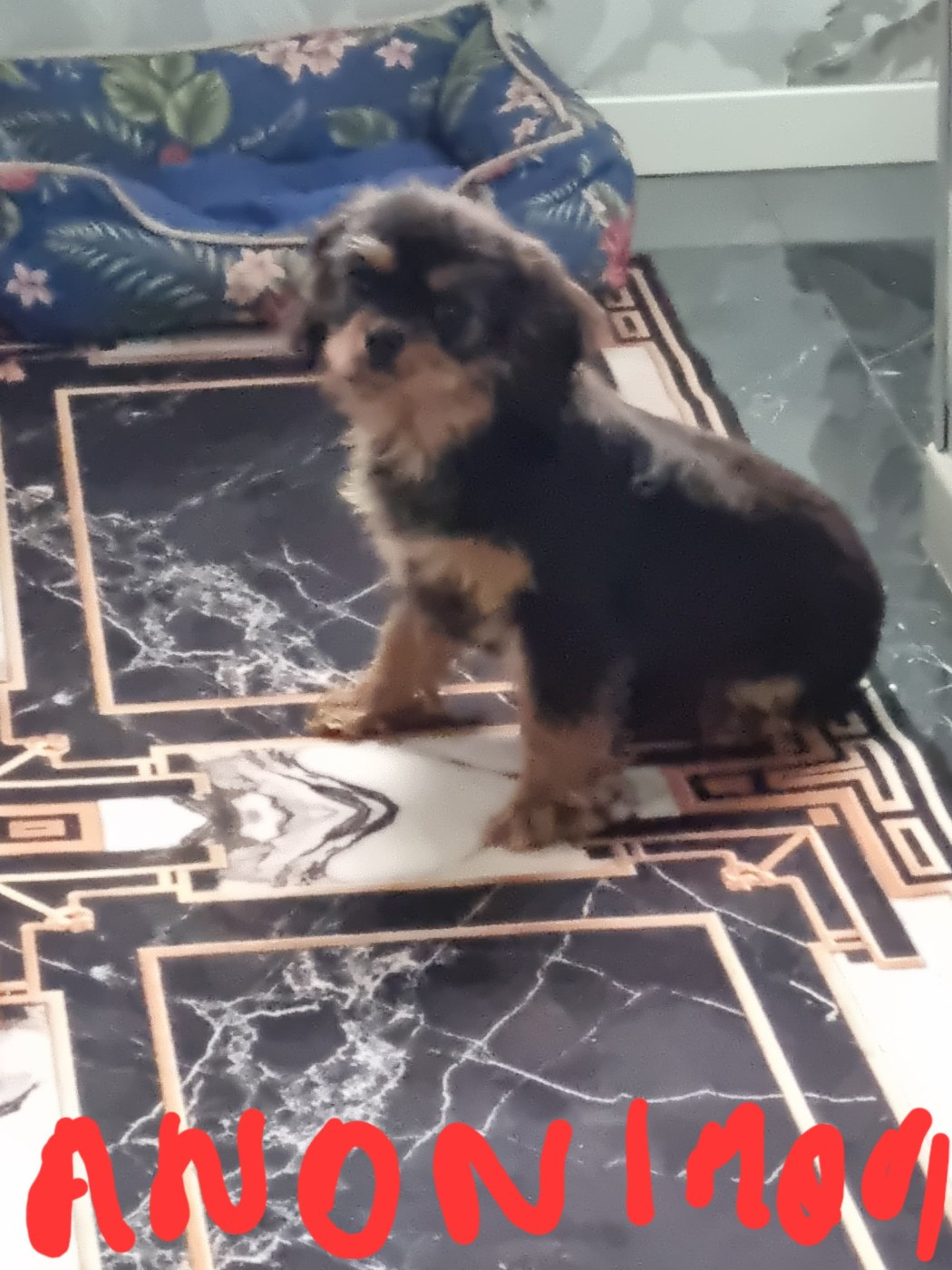 Des Marais De Bremes - Chiots disponibles - Cavalier King Charles Spaniel