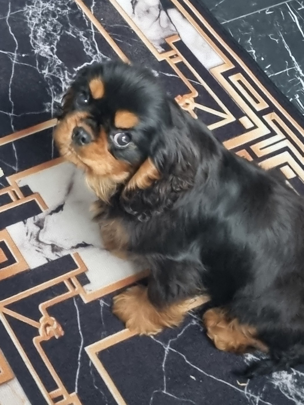 Des Marais De Bremes - Chiots disponibles - Cavalier King Charles Spaniel