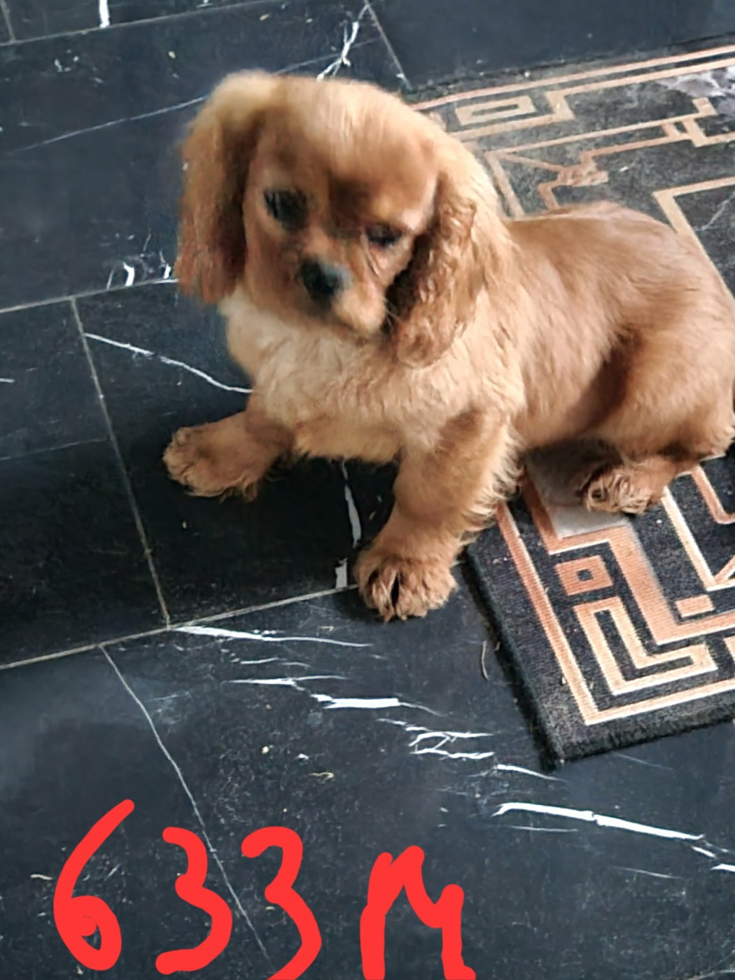 Des Marais De Bremes - Chiots disponibles - Cavalier King Charles Spaniel