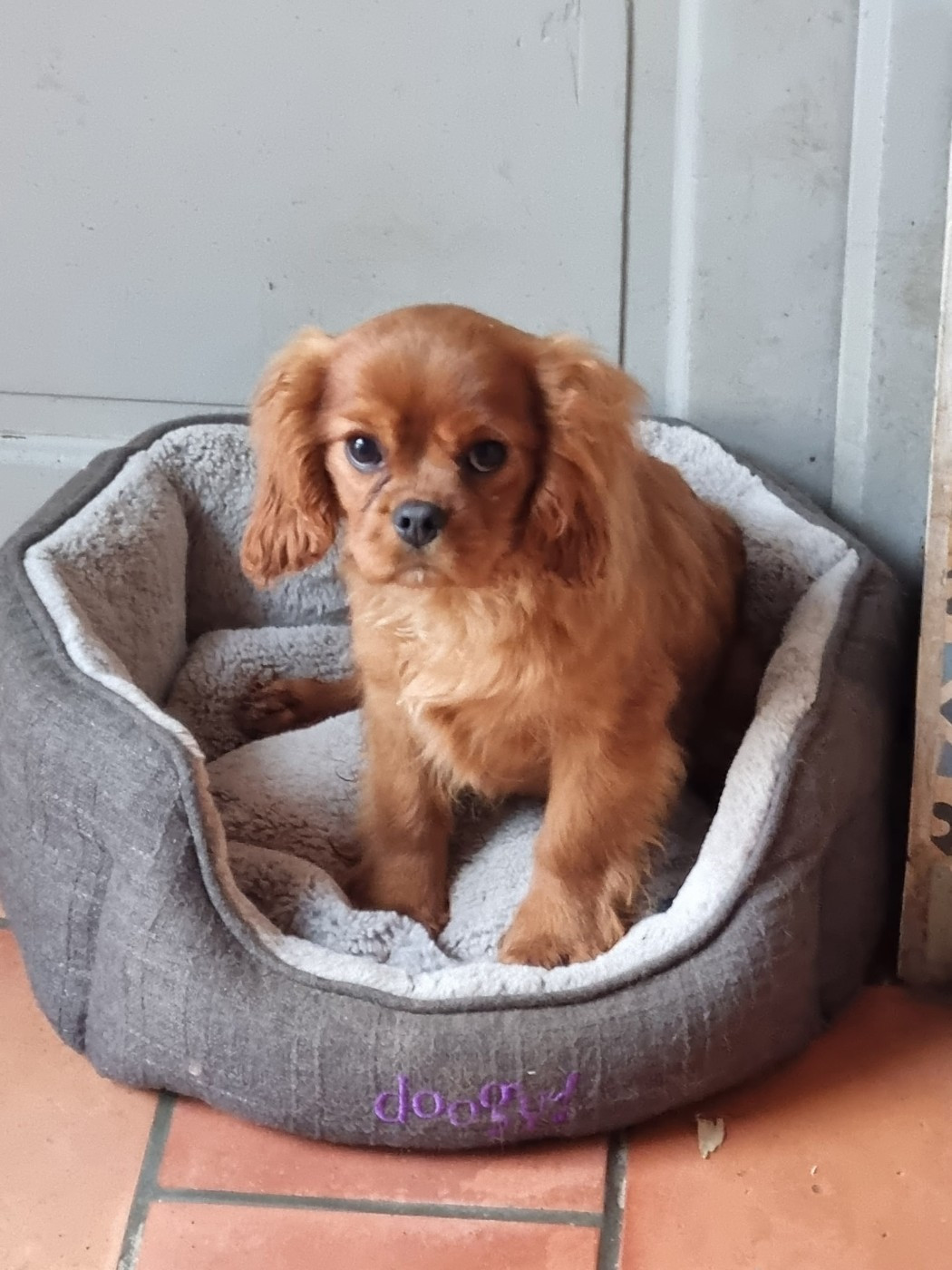 Des Marais De Bremes - Chiots disponibles - Cavalier King Charles Spaniel