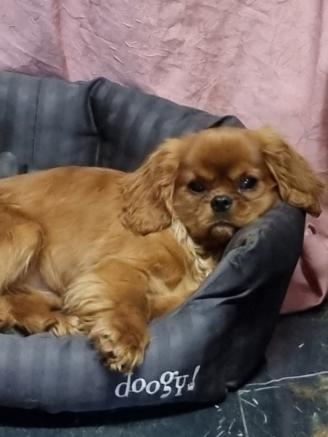 Des Marais De Bremes - Chiots disponibles - Cavalier King Charles Spaniel