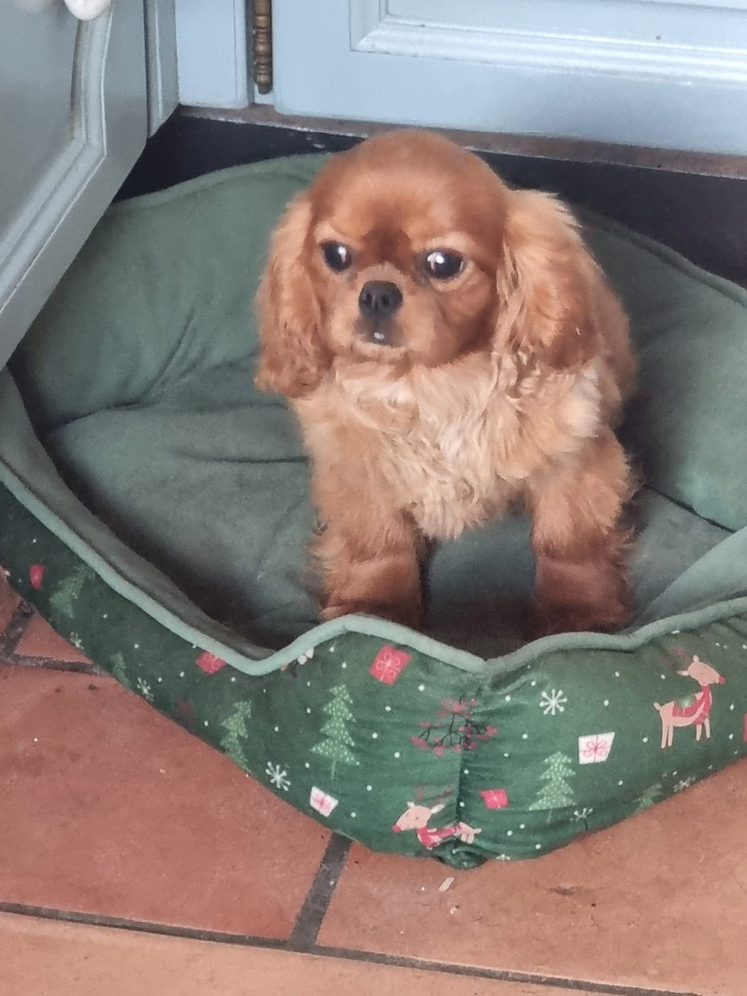 Des Marais De Bremes - Chiots disponibles - Cavalier King Charles Spaniel