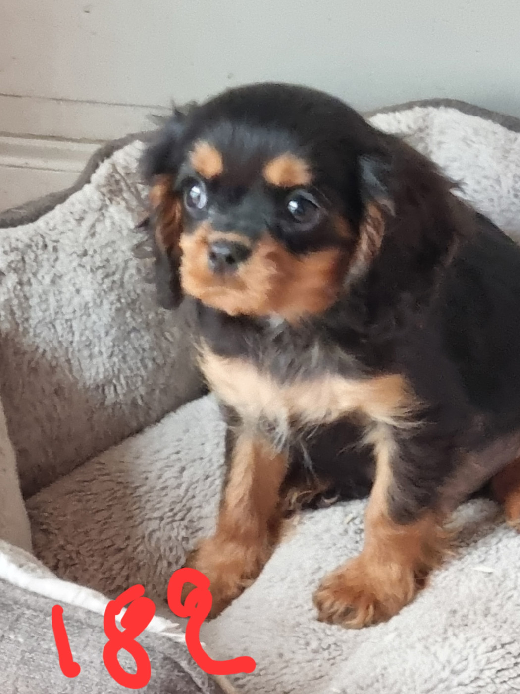 Des Marais De Bremes - Chiots disponibles - Cavalier King Charles Spaniel