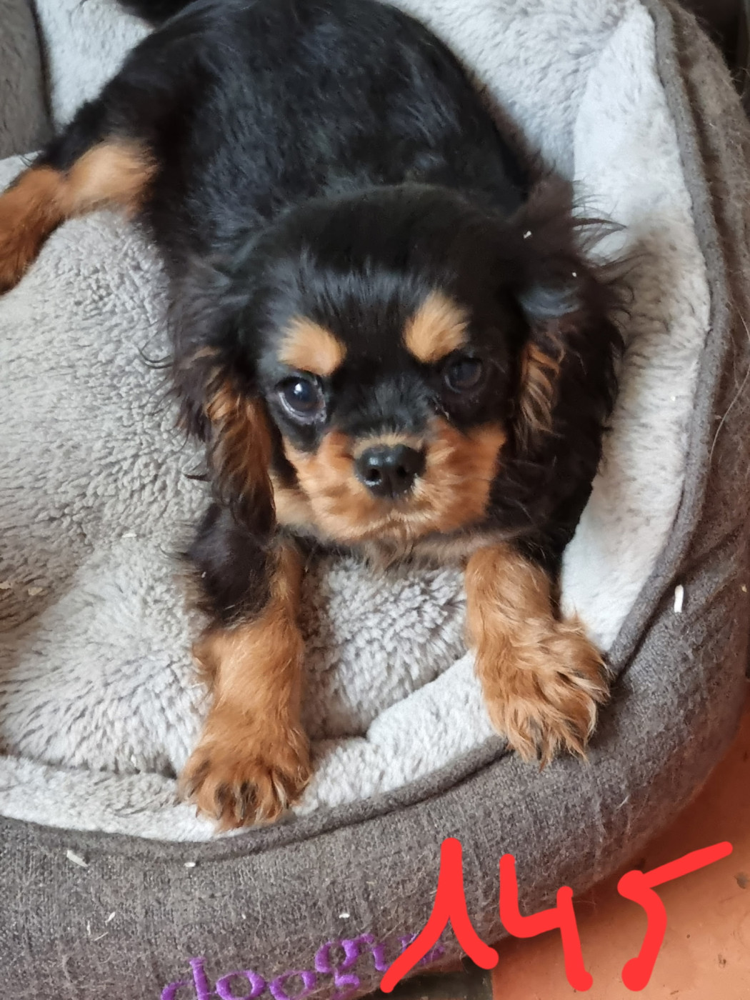 Des Marais De Bremes - Chiots disponibles - Cavalier King Charles Spaniel