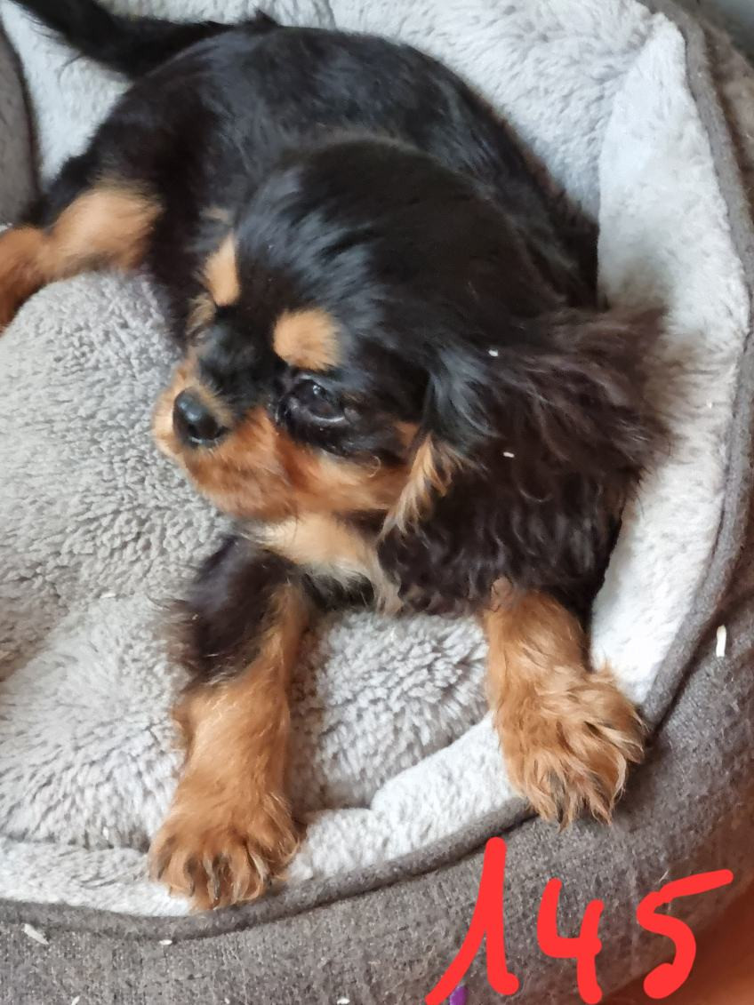 Des Marais De Bremes - Chiots disponibles - Cavalier King Charles Spaniel