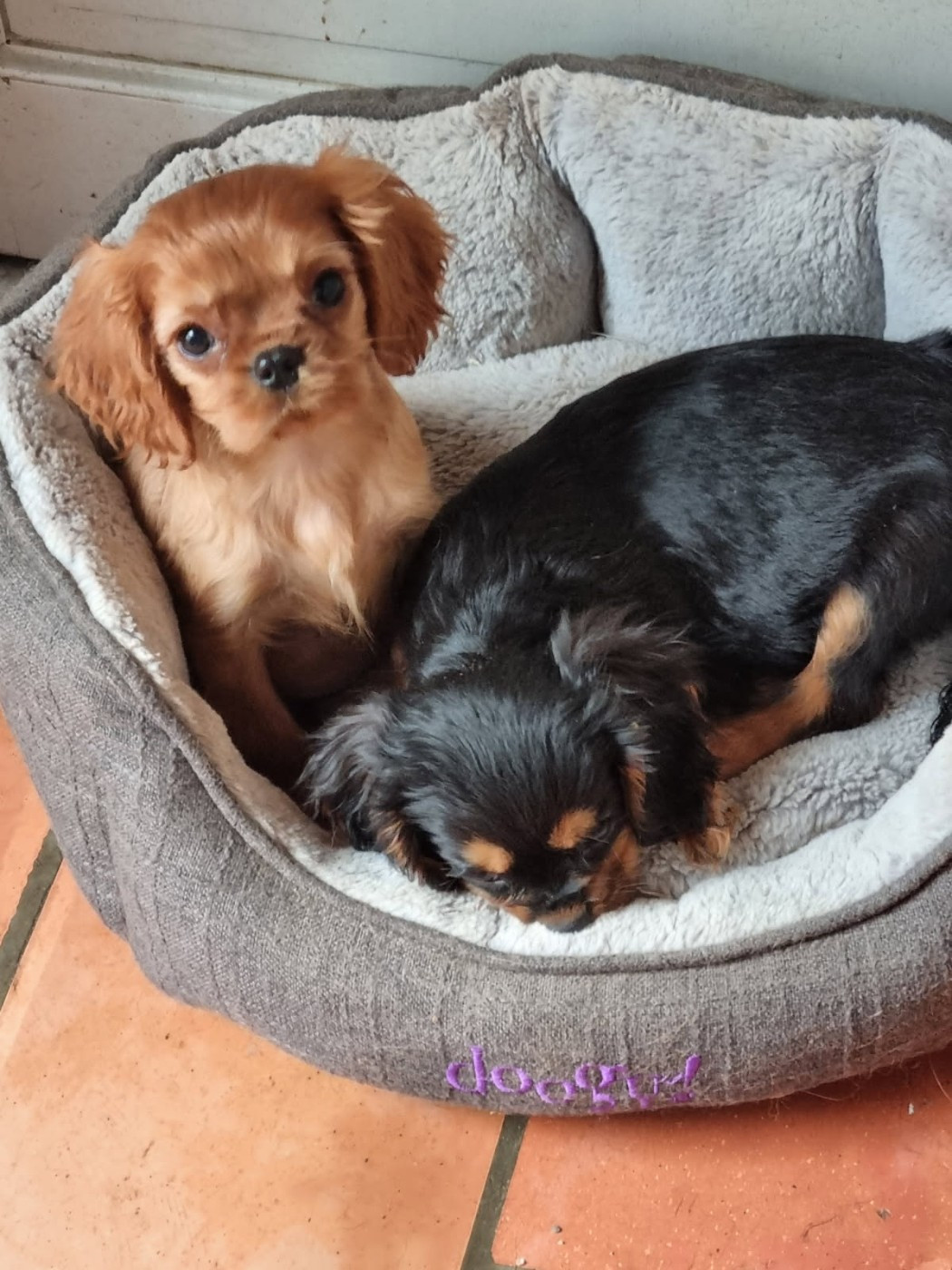 Des Marais De Bremes - Chiots disponibles - Cavalier King Charles Spaniel