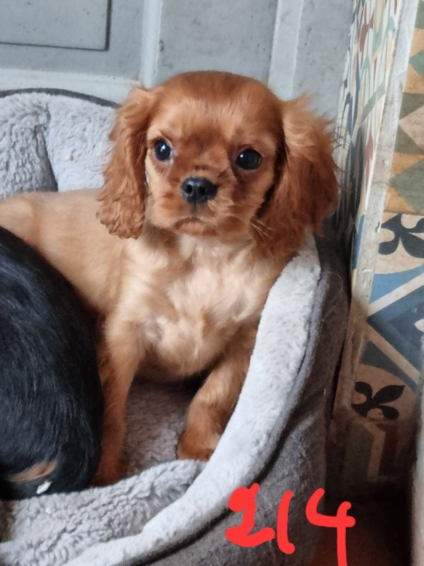 Des Marais De Bremes - Chiots disponibles - Cavalier King Charles Spaniel