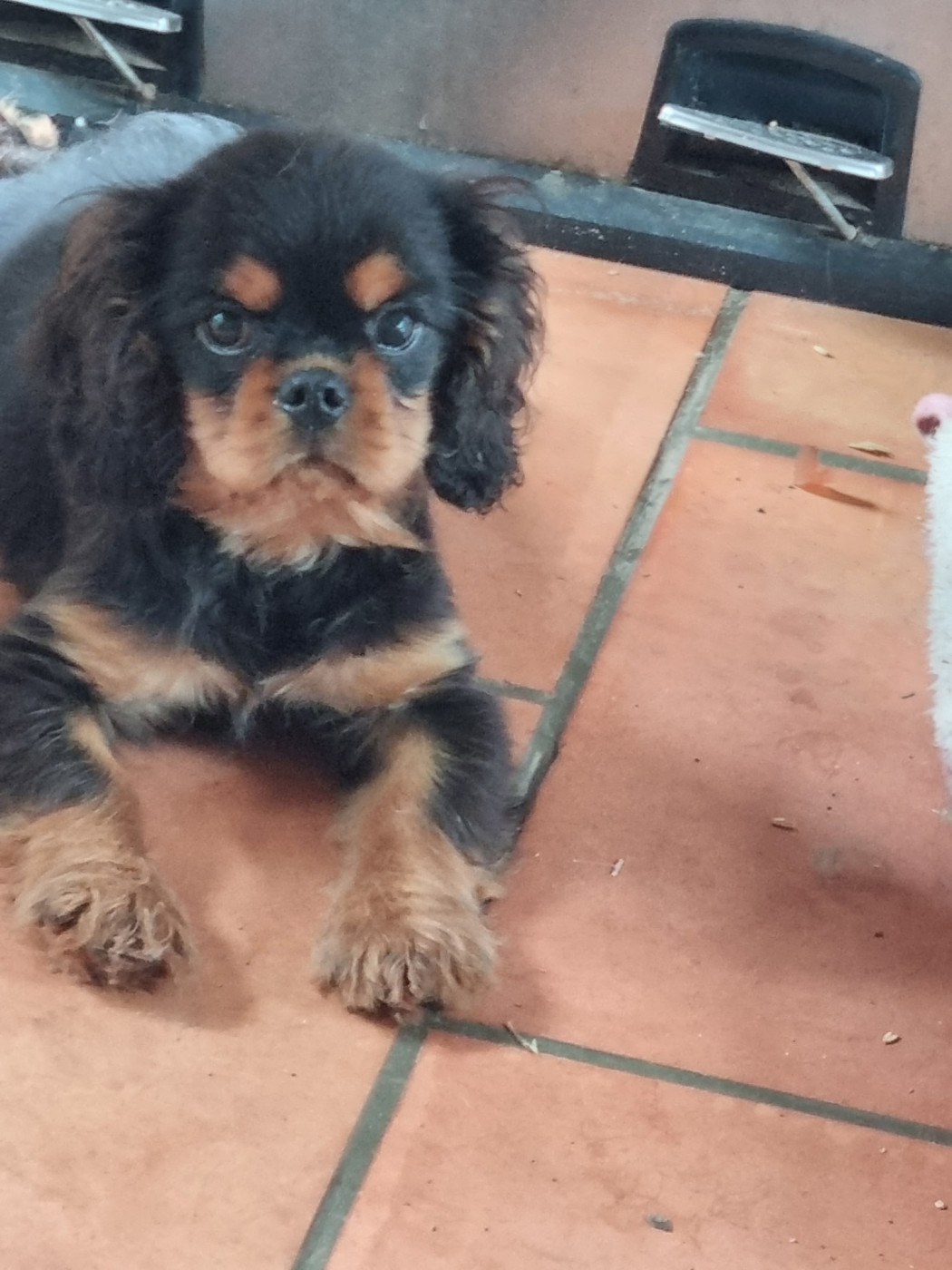 Des Marais De Bremes - Chiots disponibles - Cavalier King Charles Spaniel