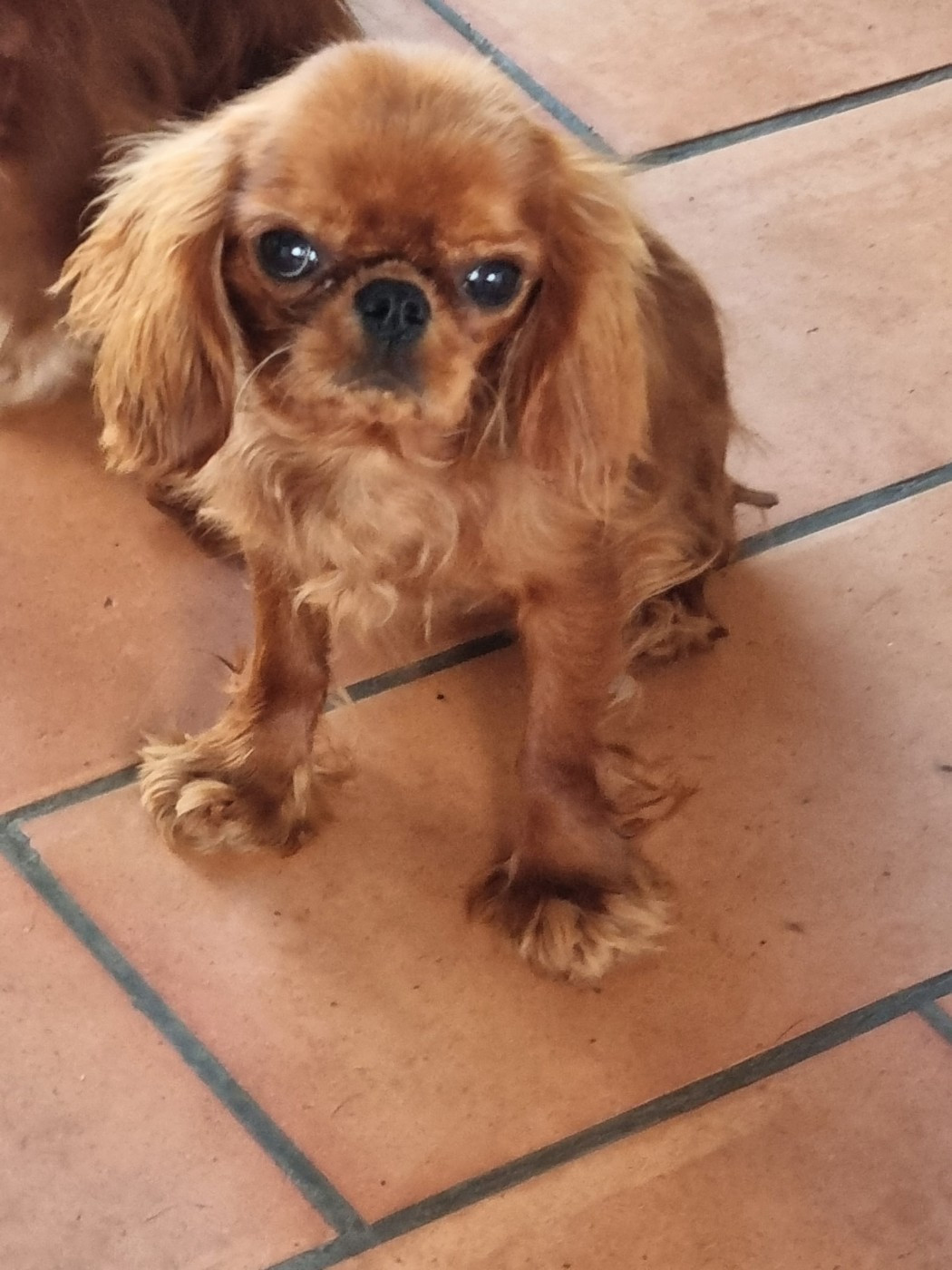 Des Marais De Bremes - Chiots disponibles - Cavalier King Charles Spaniel
