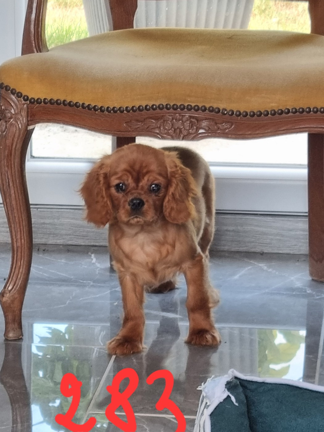 Des Marais De Bremes - Chiots disponibles - Cavalier King Charles Spaniel