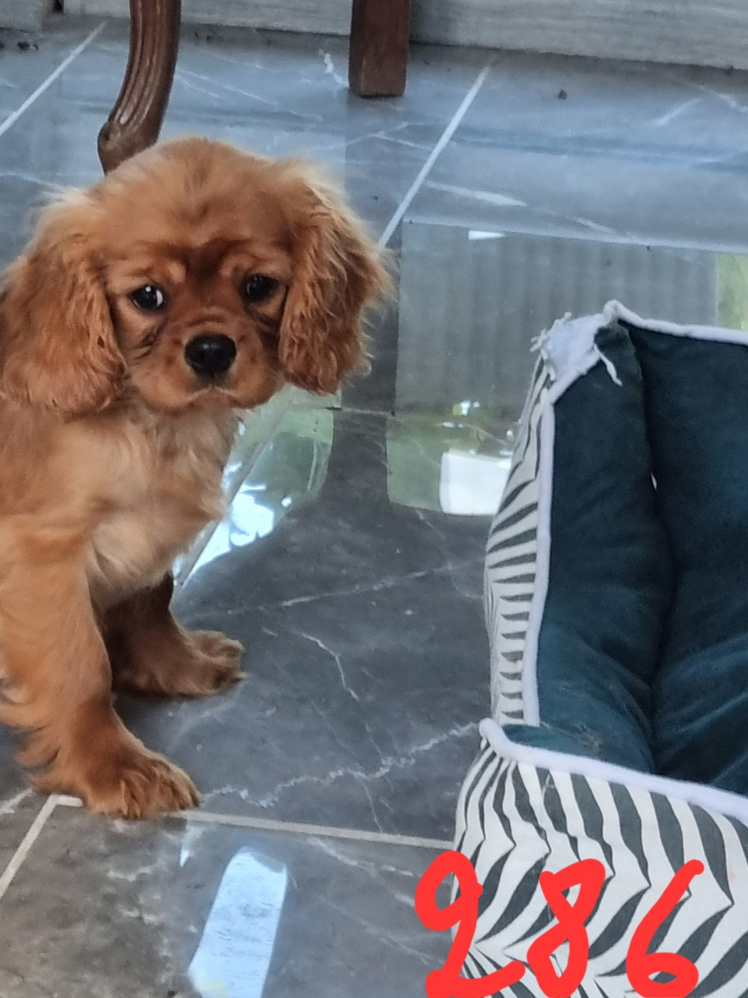 Des Marais De Bremes - Chiots disponibles - Cavalier King Charles Spaniel