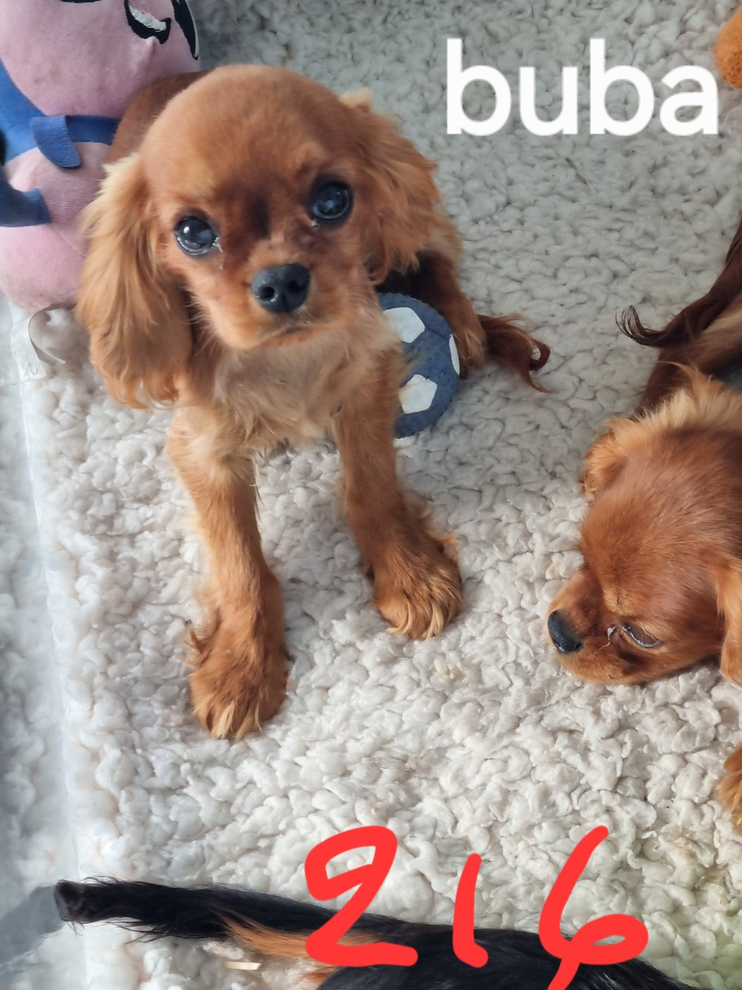 Des Marais De Bremes - Chiots disponibles - Cavalier King Charles Spaniel