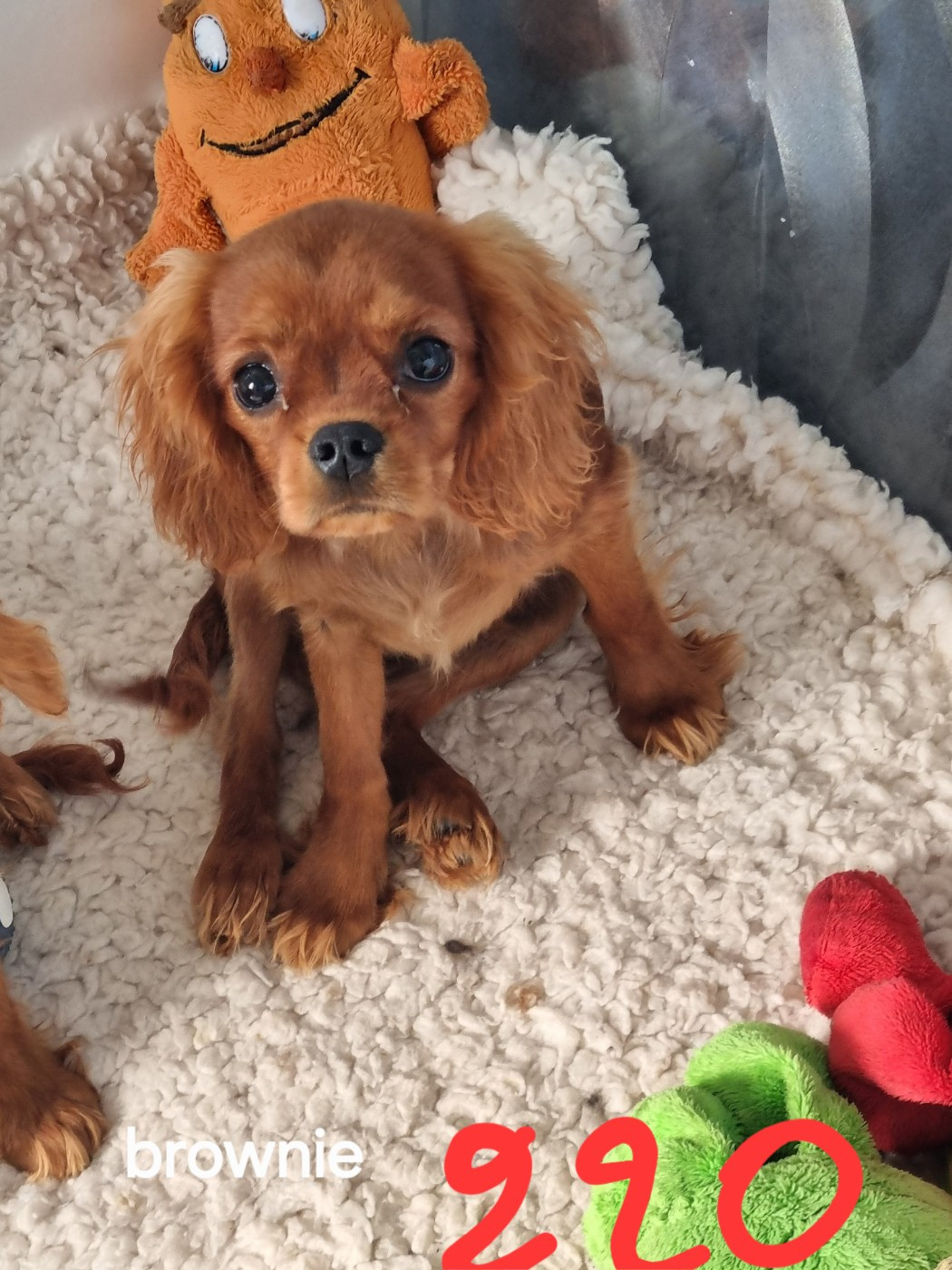 Des Marais De Bremes - Chiots disponibles - Cavalier King Charles Spaniel