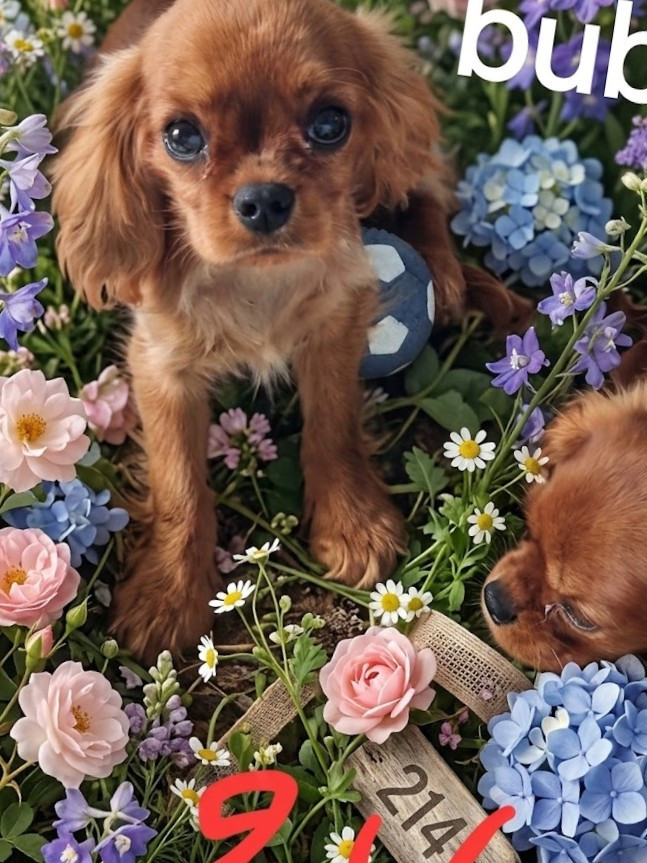 Des Marais De Bremes - Chiots disponibles - Cavalier King Charles Spaniel