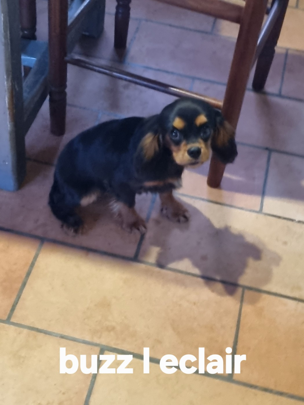 Des Marais De Bremes - Chiots disponibles - Cavalier King Charles Spaniel