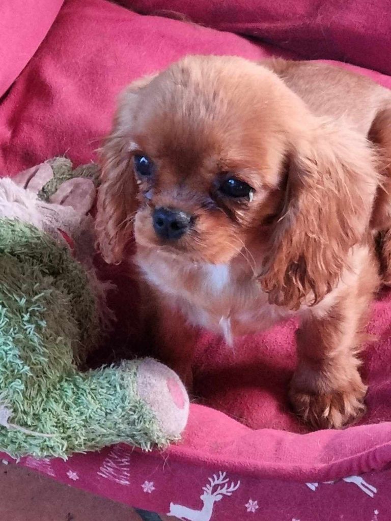 des marais de Bremes - Chiots disponibles - Cavalier King Charles Spaniel