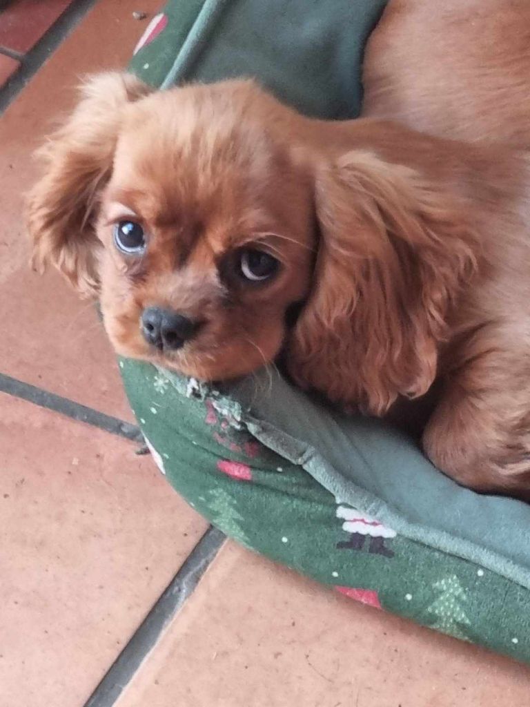 des marais de Bremes - Chiots disponibles - Cavalier King Charles Spaniel