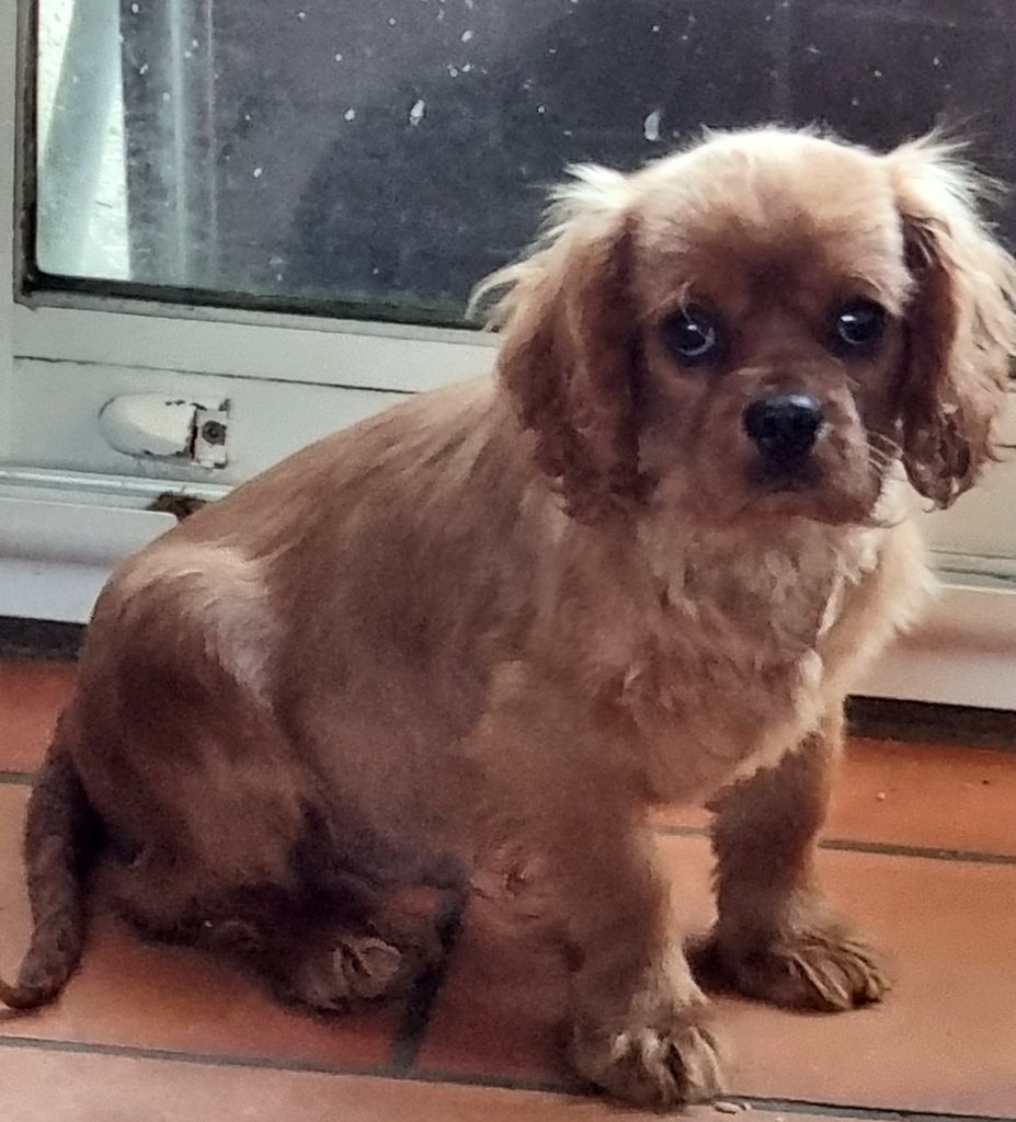 des marais de Bremes - Chiots disponibles - Cavalier King Charles Spaniel