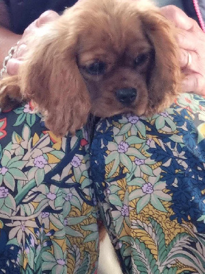 CHIOT 4