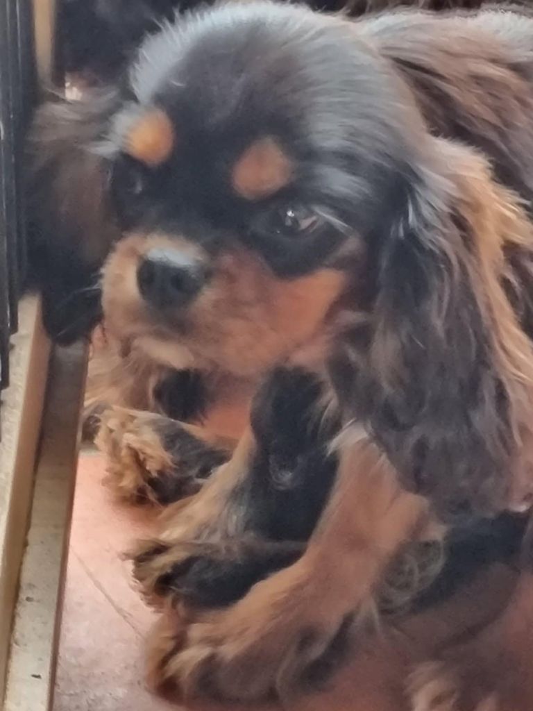 des marais de Bremes - Chiots disponibles - Cavalier King Charles Spaniel