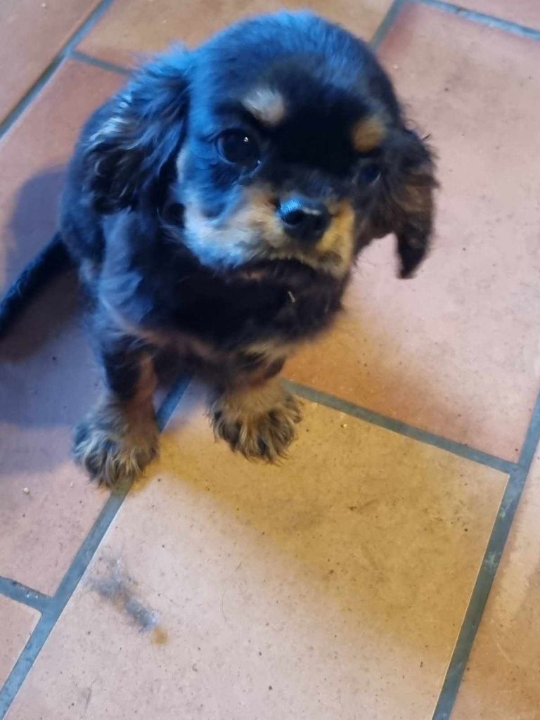 des marais de Bremes - Chiots disponibles - Cavalier King Charles Spaniel
